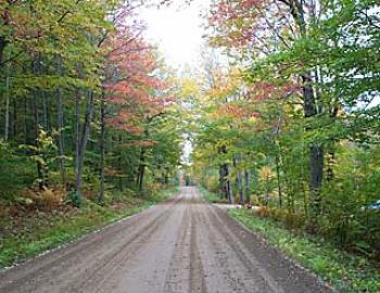 Foliage